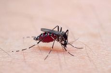Apakah Hewan Bisa Terkena Gigitan Nyamuk?