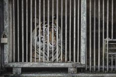 2 Harimau Sumatera di Ragunan Terinfeksi Covid-19, Ini 3 Imbauan Dokter Hewan