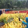 Taman Bunga Celosia, Tempat Wisata Instagramable Baru di Aceh Besar