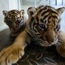 2 Bayi Harimau Sumatera Lahir di Kebun Binatang Perancis, Dinamai Rimba dan Toba