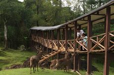 Wana Wisata Rusa Bogor, Pengalaman Liburan Bermain dengan Rusa 