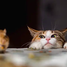 Pelihara Kucing Cara Efektif Usir Tikus dari Rumah, Benarkah?
