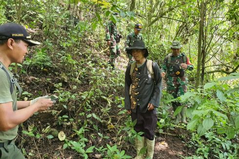 Ada Ladang Ganja di Gunung Guntur Garut, Aparat Lakukan Penyisiran