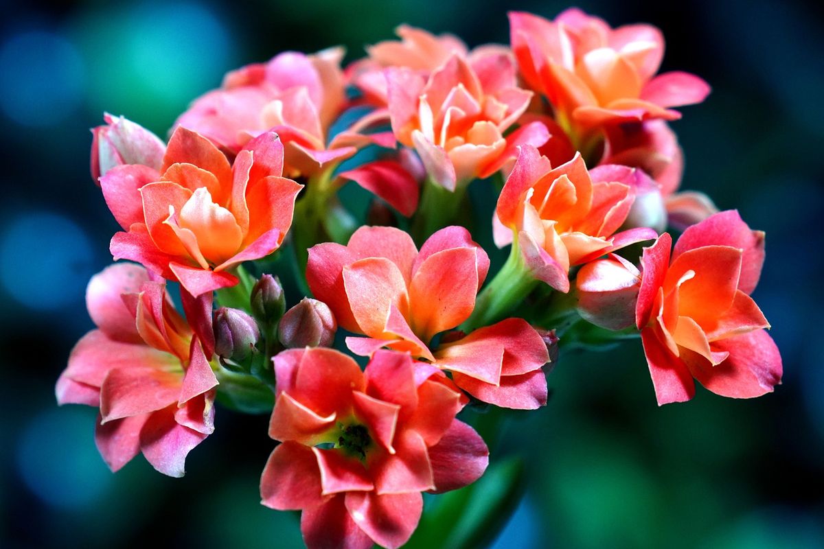 Ilustrasi tanaman bunga Kalanchoe.