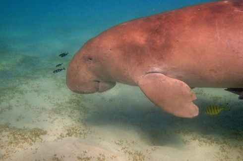 Dugong Terdampar di Pantai Nambung Lombok, Sempat Dianiaya Warga