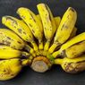 Cavendish Rentan Penyakit Layu Fusarium, RI Bisa Ubah Pisang Liar Jadi Varietas Unggul Tahan Krisis Iklim