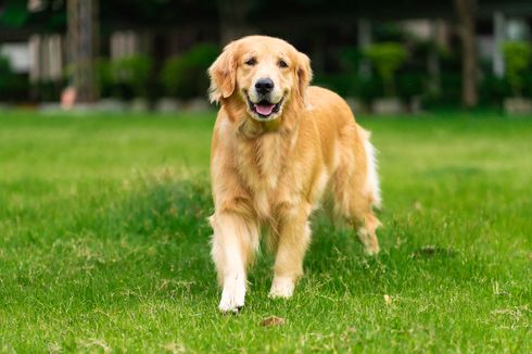 Anjing Golden Retriever dan Labrador Retriever, Apa Bedanya? 