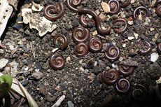 Si Minions “Arthropoda Tanah” sebagai Penyelamat Tanah yang Butuh Perhatian untuk Generasi Sekarang dan Masa Datang