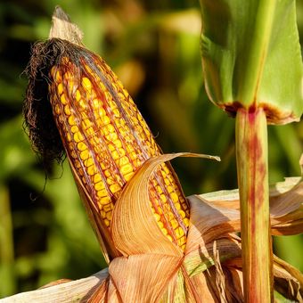 Ilustrasi tanaman jagung.