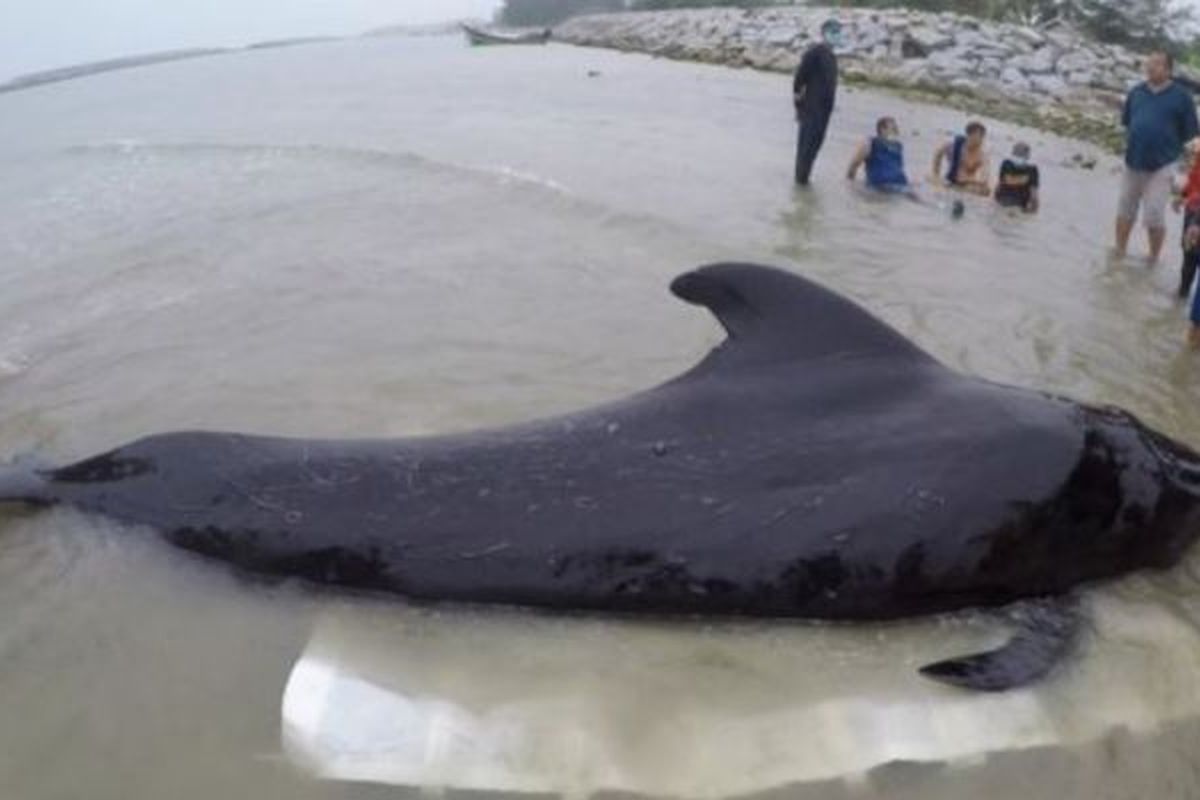 Foto ini dirilis oleh kelompok konservasi paus swasta di Thailand ThaiWhales pada Sabtu (2/6/2018) dan  diambil Senin (28/5/2018). Relawan ThaiWhales dan dokter hewan dari Departemen Kelautan dan Sumber Daya Pesisir Thailand berupaya menyelamatkan seekor paus pilot jantan. (AFP/ThaiWales)