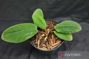 Kenalan dengan Tanaman Baru yang Daunnya Mirip Lidah Kucing, Ditemukan di Tapanuli