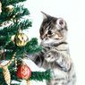 6 Cara Menjauhkan Kucing Peliharaan dari Pohon Natal agar Tak Merusak