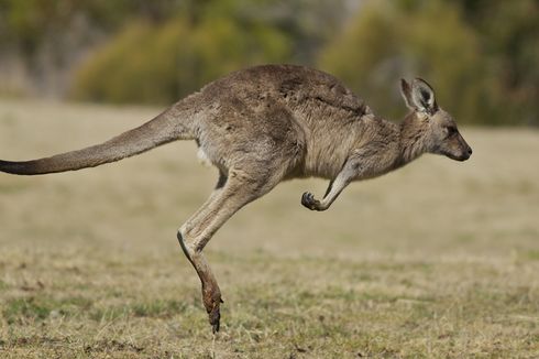 Kenapa Kanguru Berkelahi?