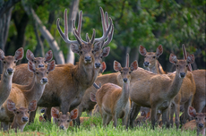 Inovasi ”Velvet” Rusa Timor