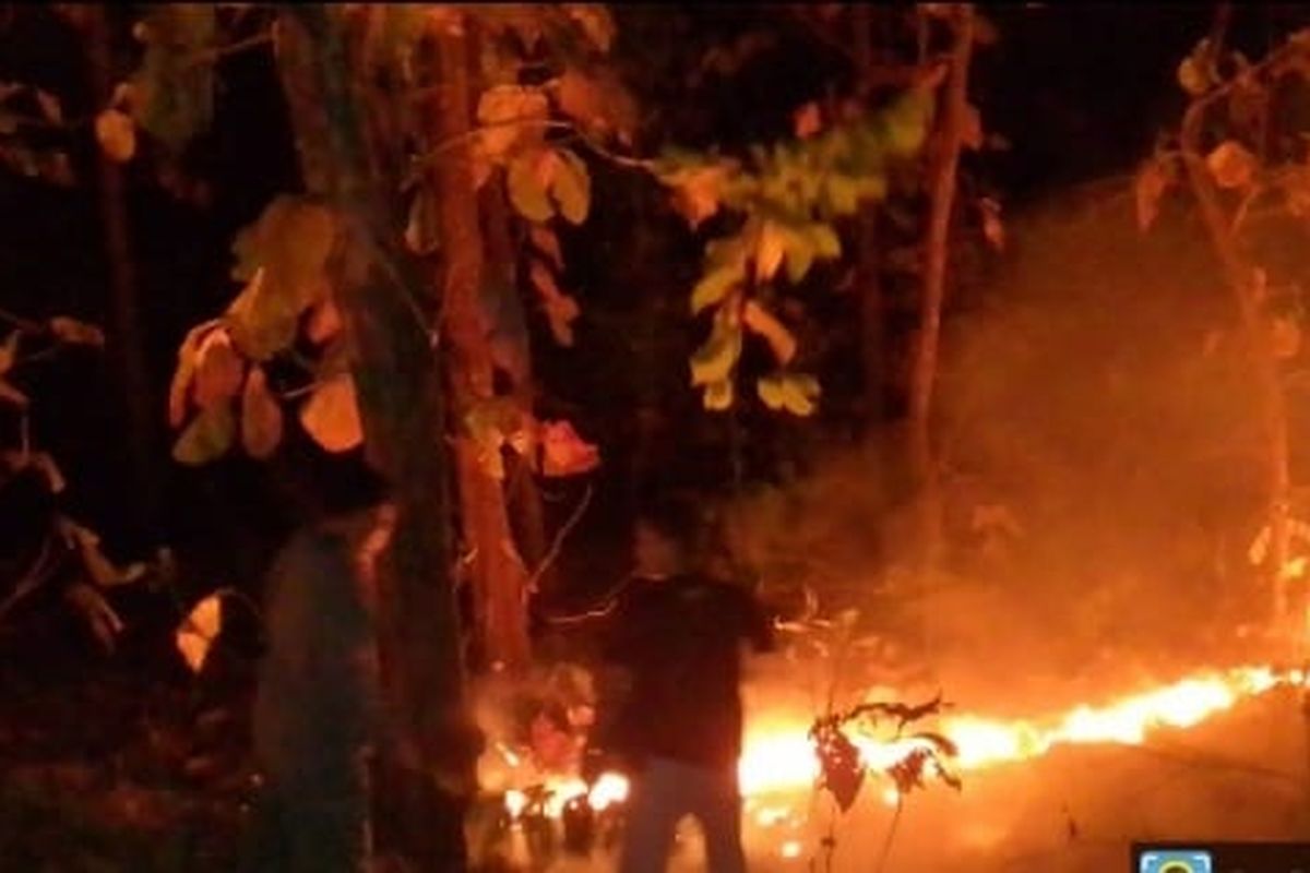 Foto: Lokasi kebakaran di Hutan Jati Taman Nasional Baluran pada Minggu (11/6/2023).