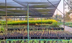 Melihat Upaya Konservasi Tanaman dan Fauna Endemik Sulawesi di Taman Kehati Sawerigading Wallacea
