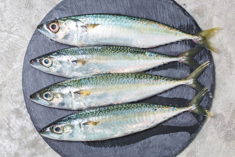 Ilustrasi makerel, salah satu ikan kaya omega 3 yang menjaga kesehatan otak.