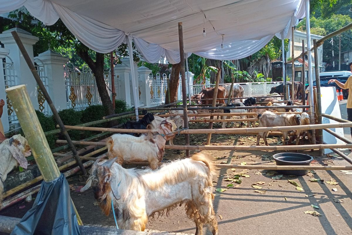 Sejumlah hewan kurban yang hendak disembelih di Masjid Sunda Kelapa, Menteng, Jakarta Pusat, Senin (17/6/2024).