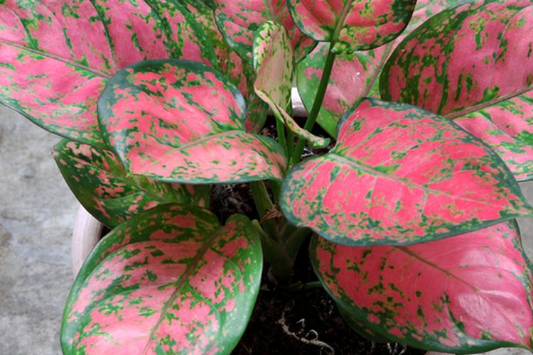 Ilustrasi tanaman hias Aglonema Roxy Pink.