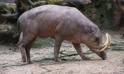 Anoa dan Babirusa Buktikan, Pulau Kecil Kunci Jaga Keanekaragaman