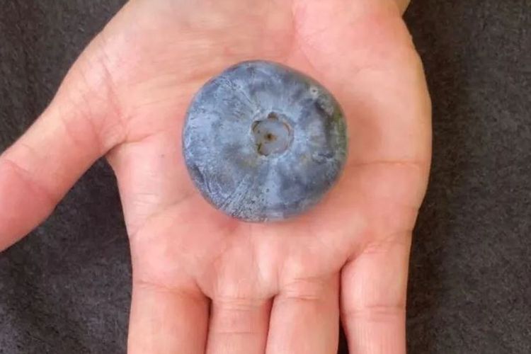 Ini blueberry terberat di dunia yang ada di Australia.