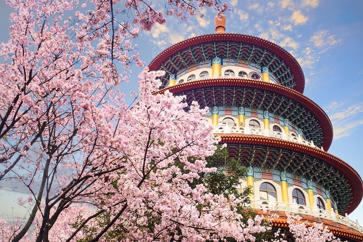 Ilustrasi Taiwan - Pemandangan bunga sakura di sebuah taman di Taipei.