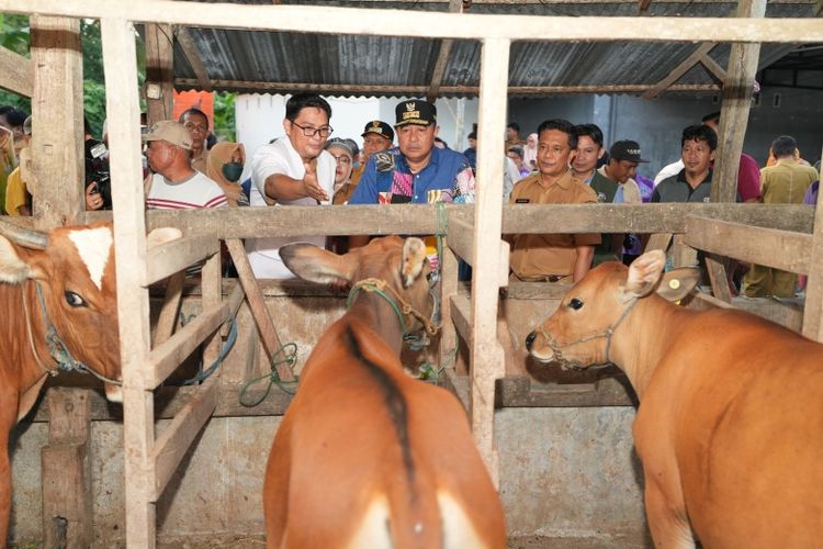 Pemprov Sulsel mengunjungi peternakan warga di Kabupaten Bone. 