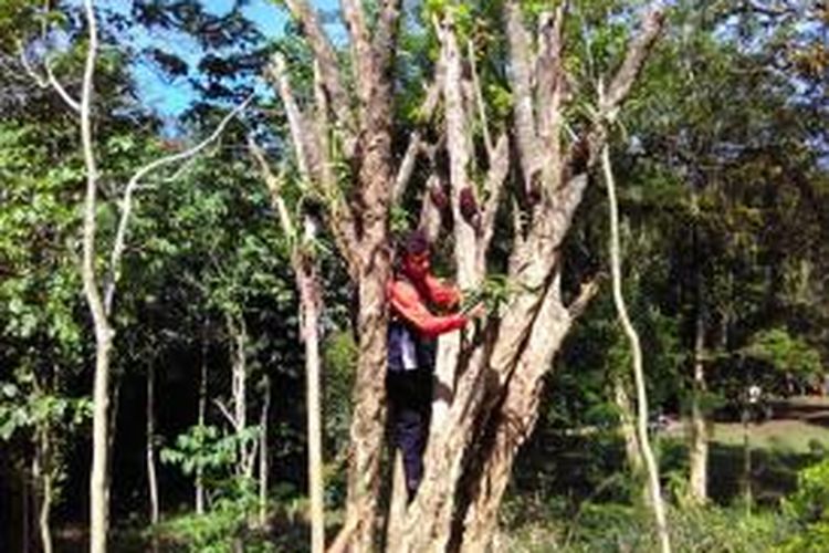 Pohon pohon di Hutan Gunung  Tidar Mulai Ditempeli Anggrek 