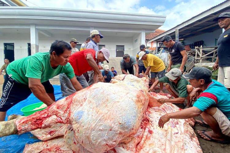 Daging Sapi Kurban Presiden Prabowo di Blitar Dibagikan ke 600 KK