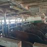 Untuk Kebutuhan IKN dan Sekitarnya, Gorontalo Kirim 343 Ekor Sapi Potong ke Kalimantan