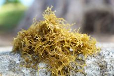 5 Manfaat Rumput Laut untuk Kesehatan, Bisa Tingkatkan Imunitas Tubuh