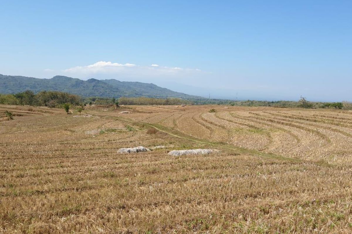 Ratusan hektar lahan sawah di Kabupaten Magetan, Jawa Timur mengalami kekeringan