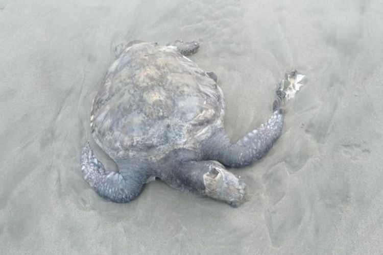 Bangkai penyu ditemukan warga di tepi pantai tak jauh dari lokasi pembangunan PLTU Bengkulu. Sebelumnya PLTU sempat melakukan ujicoba operasional. 