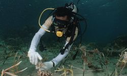 Banyak yang Rusak, Terumbu Karang di Wondama Ditransplantasi