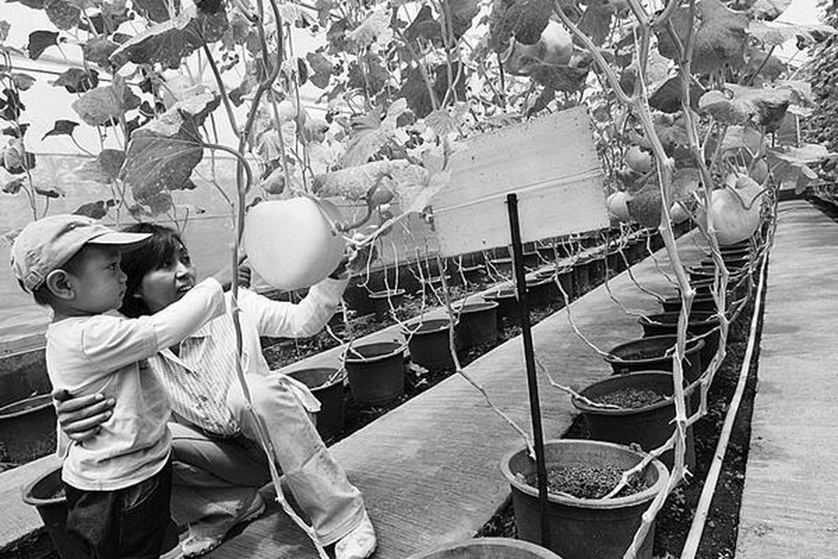 Pengunjung memerhatikan tanaman melon yang dibudidayakan di Taman Buah Mekarsari, Cileungsi, Kabupaten Bogor, Sabtu (4/9). Di lokasi tersebut buah melon yang dihasilkan bentuknya beragam.