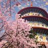 Kapan Sebaiknya Liburan ke Taiwan untuk Menyaksikan Bunga Sakura?