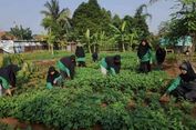 Ketahanan Pangan yang Tumbuh dari Sebidang Lahan Hibah