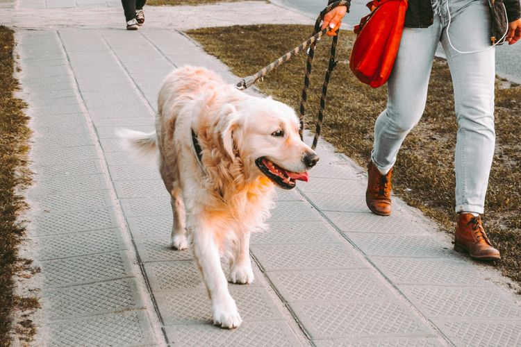 Ilustrasi anjing Golden retriever berwarna terang, Ilustrasi mengajak anjing jalan-jalan. 