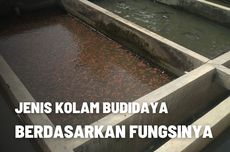 10 Jenis Kolam Budidaya Ikan Berdasarkan Fungsinya 