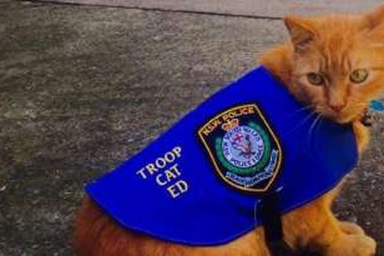 Polisi Australia kini, di tahun 2016, memiliki pasukan kucing pemburu tikus.