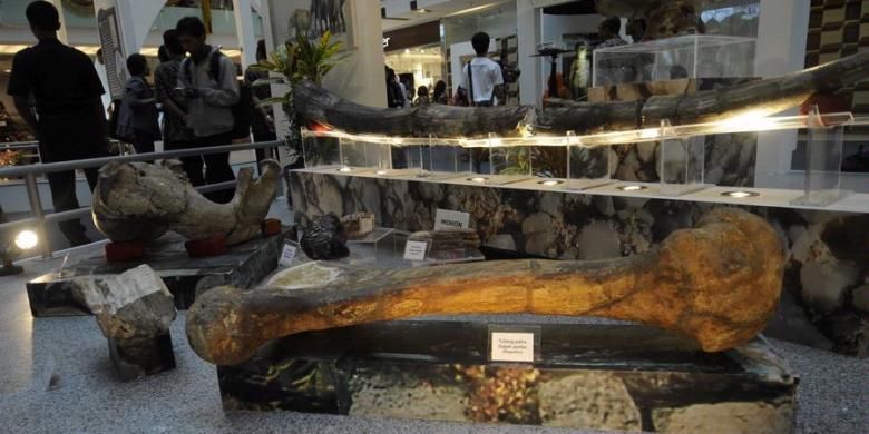 Fosil manusia purba di pamerkan pada Pameran Road Show Museum Manusia Purba Sangiran di Grand City, Surabaya, Jawa Timur, Kamis (6/12/2012). Pameran di pusat perbelanjaan merupakan usaha proaktif dari Museum Sangiran untuk lebih memperkenalkan fosil koleksinya kepada masyarakat umum.

