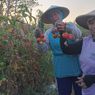 Petani di Madiun Biarkan Tomat Membusuk di Pohon karena Harganya Anjlok