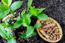 Cara Menanam Kunyit di Pot dan Polybag, Bisa Dilakukan di Kebun Rumah