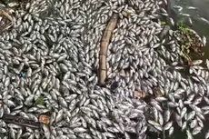 Ribuan Ikan Mati di Waduk Komplek Industri SIER Surabaya, Sample Ikan dan Air Sedang Diuji