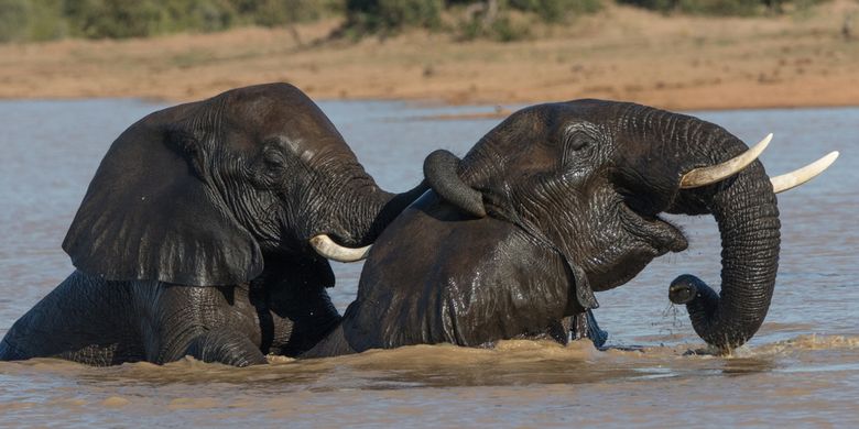 Ilustrasi gajah bermain air.