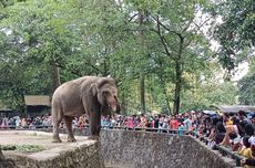 Gajah di Kebun Binatang Ternyata Juga Menikmati Kehadiran Pengunjung