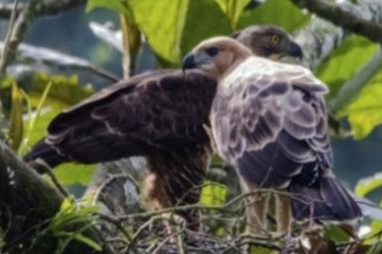 Dua ekor elang jawa yang termonitor di Balai Besar Taman Nasional Bromo Tengger Semeru (BB TNBTS)