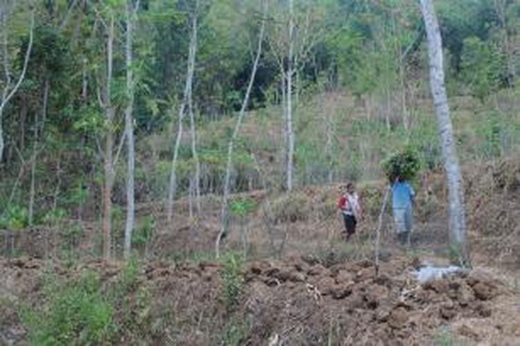 Warga tampak membawa rumput di lereng Bukit Menoreh, kawasan Kecamatan Borobudur, Kabupaten Magelang, Jawa Tengah, Selasa (8/9/2015).