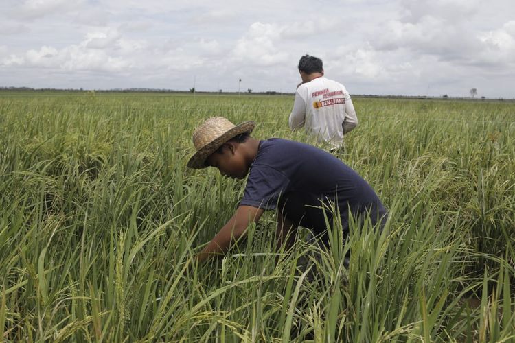 Petani sedang menggarap sawah.