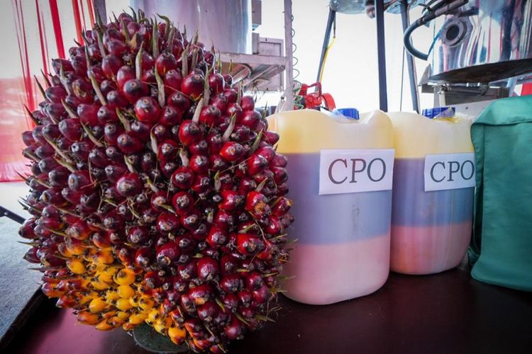 Minyak makan merah merupakan inovasi dari produk turunan kelapa sawit selain CPO, yang dapat dimanfaatkan juga sebagai salah satu bahan makanan yang multifungsi. Minyak makan merah digunakan untuk menggoreng hingga dapat dikonsumsi langsung sebagai minyak makan.